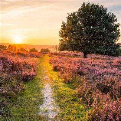 BOB·体育手机截图